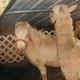 Image for article titled Ohio Town Removes Service Mini-Horse of Girl with Disabilities